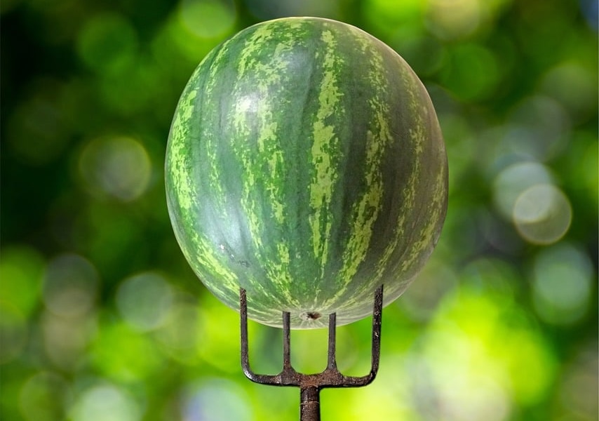/posts/process_management/watermelon_pitchfork.jpg